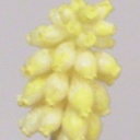 [6750] Muscari (Alternative 2)