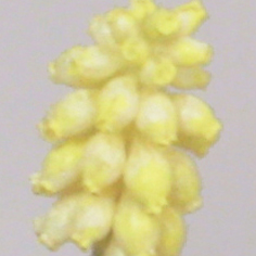 Muscari