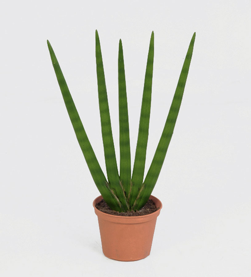 sanseveria 