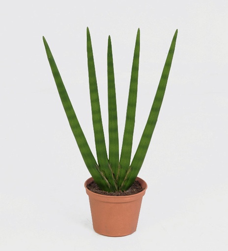 sanseveria 