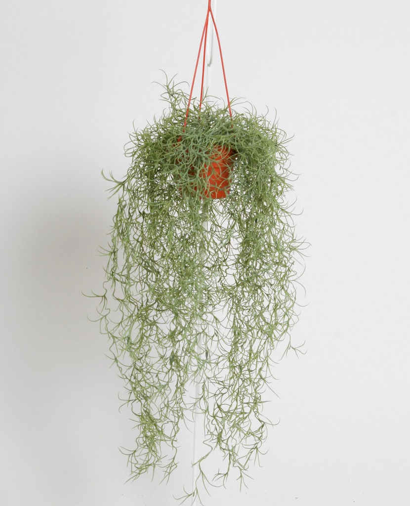 spanish moss 