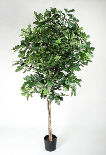 [1189-180] oak tree 