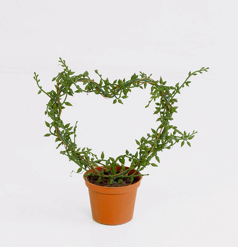 mini senecio 