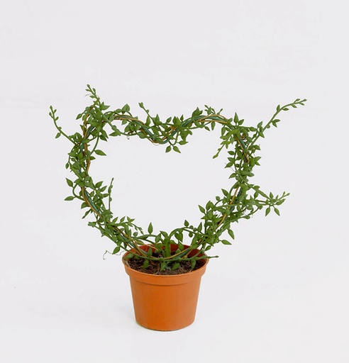 mini senecio 