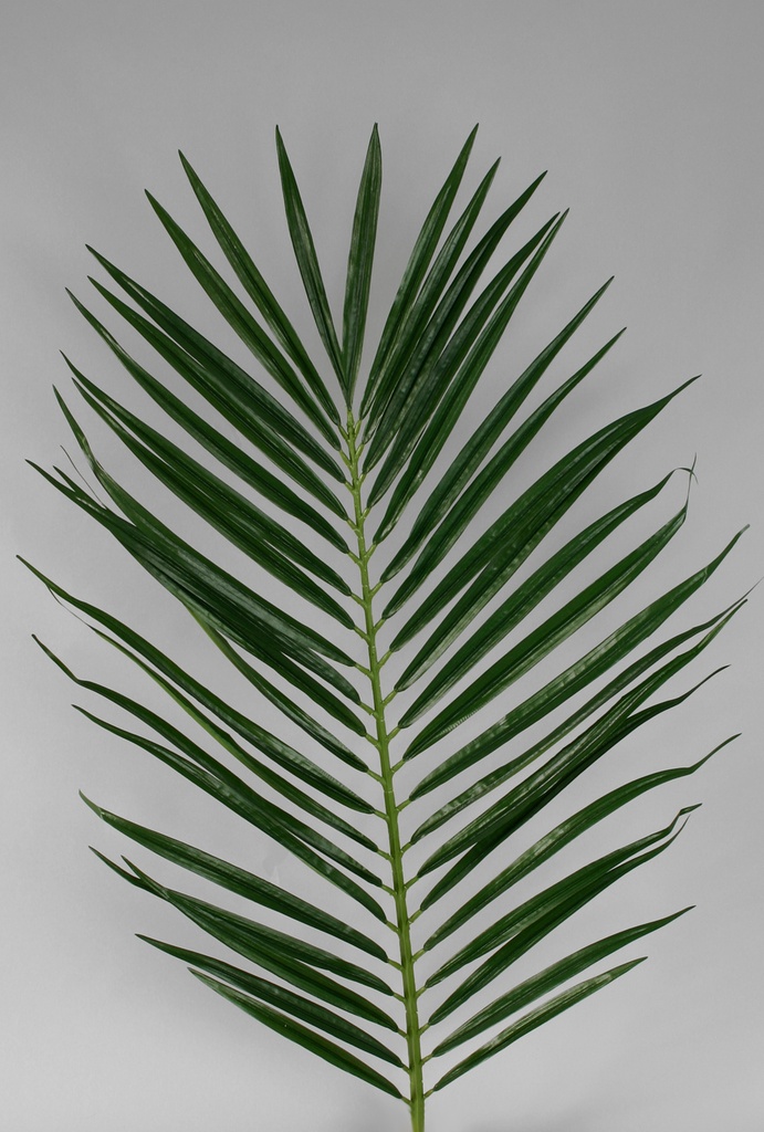 Palm leaves