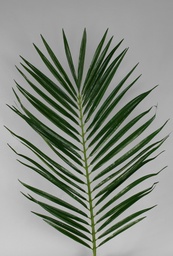[90-110] Palm leaves (Alternative 1)