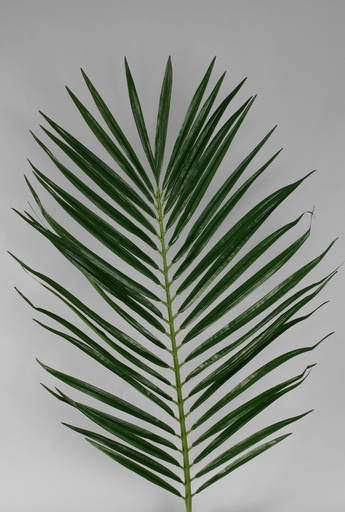 Palm leaves