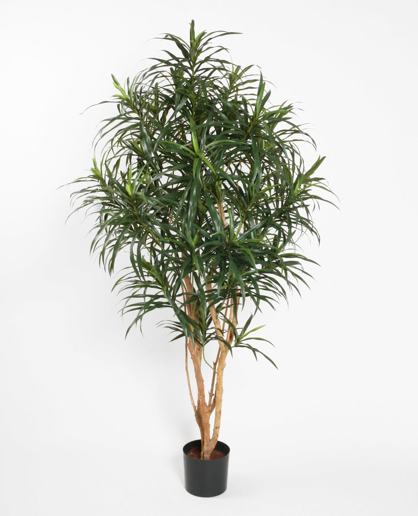 dracaena reflexa anita 