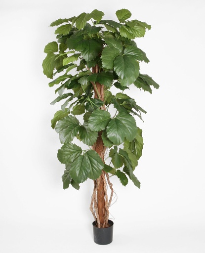 [1195-160] tetrastigma 