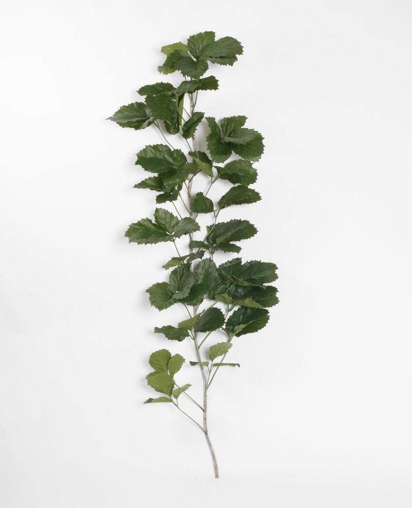 tetrastigma 