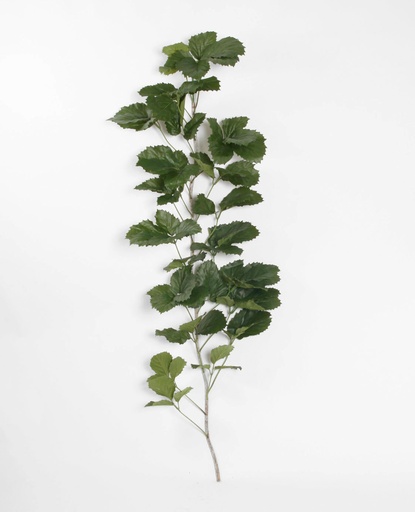 tetrastigma 