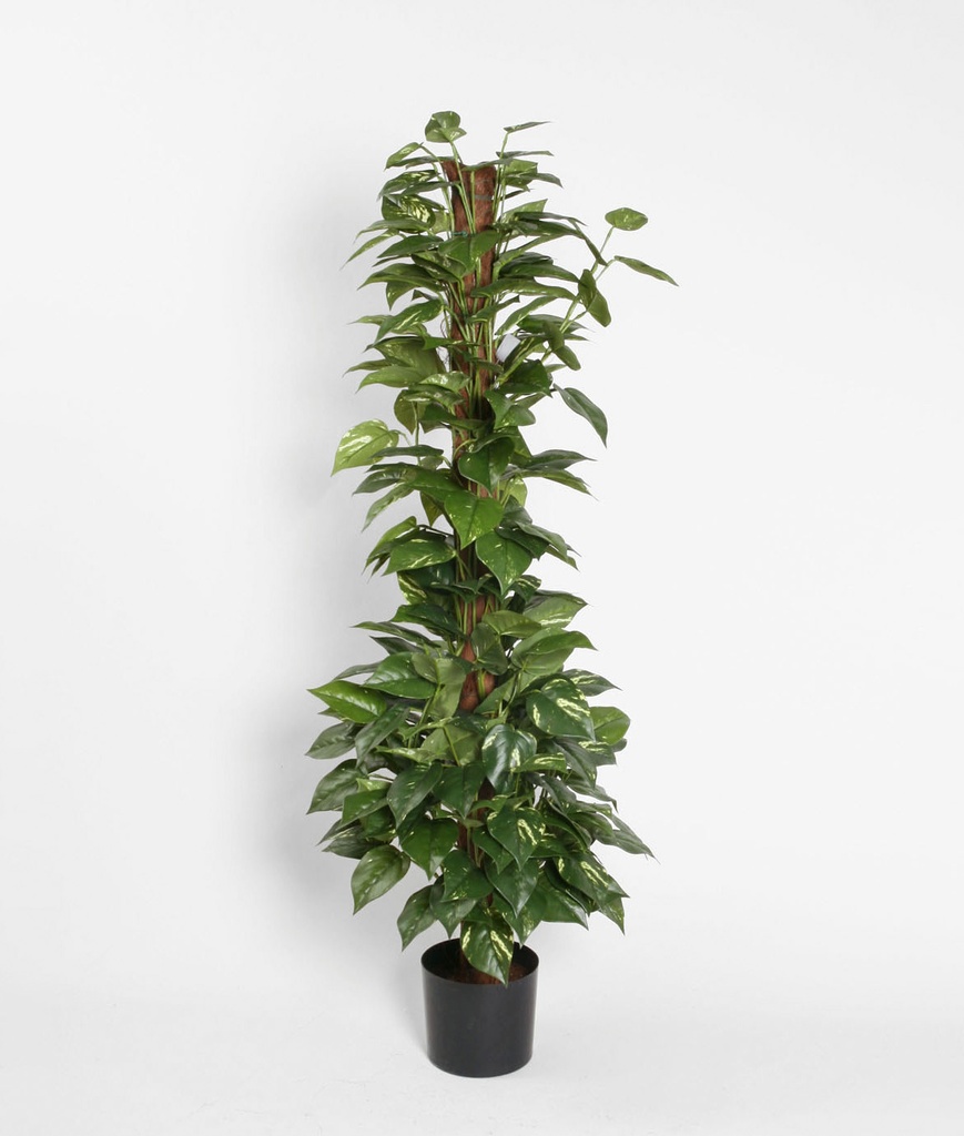 golden pothos on coconut 