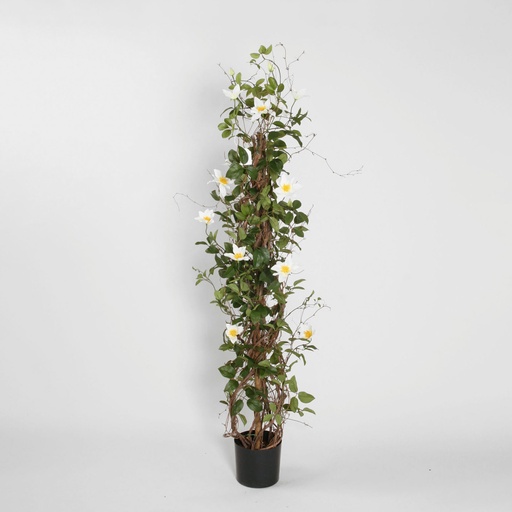 Clematis Tower 