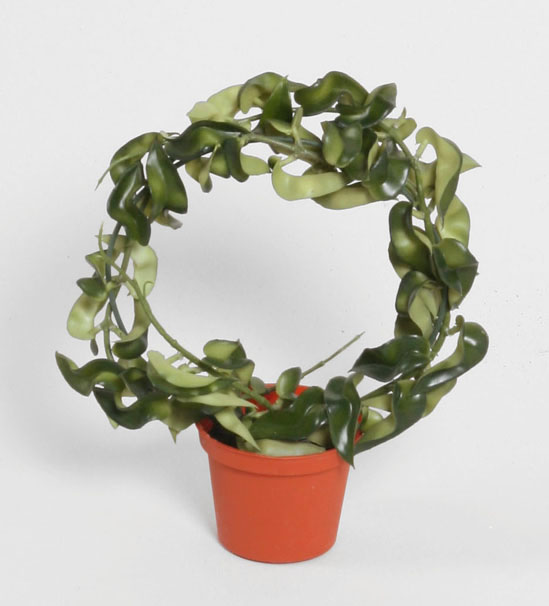 hoya 