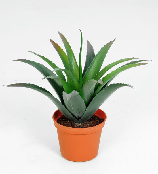 baby agave 