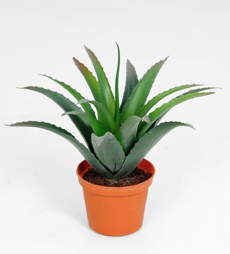 [5843] baby agave 
