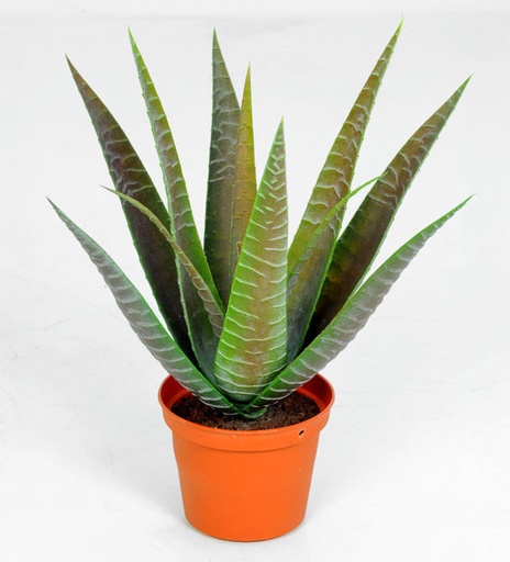 furcraea 