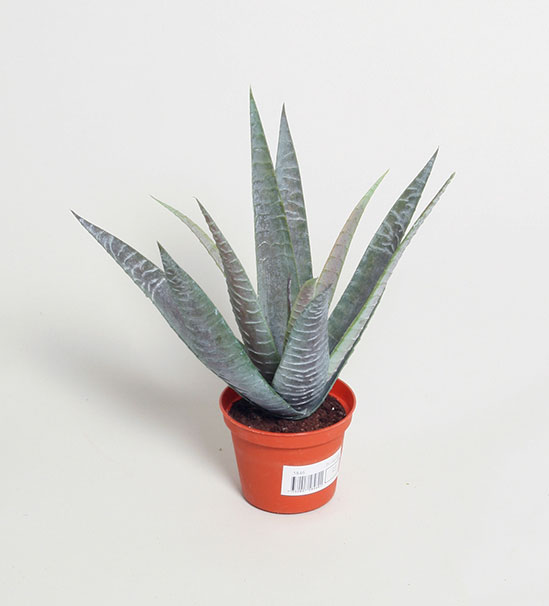baby aloe 
