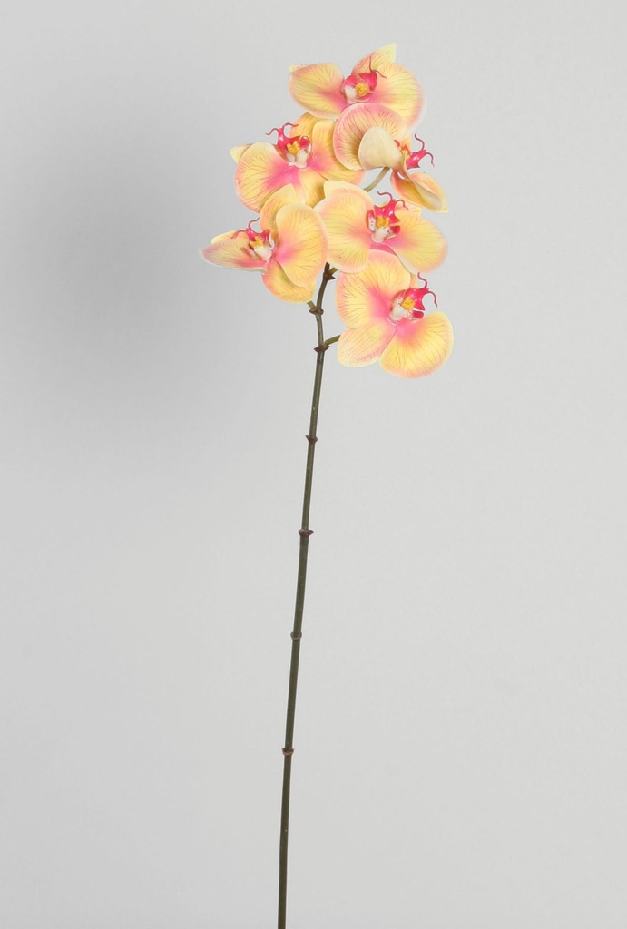 orchid 