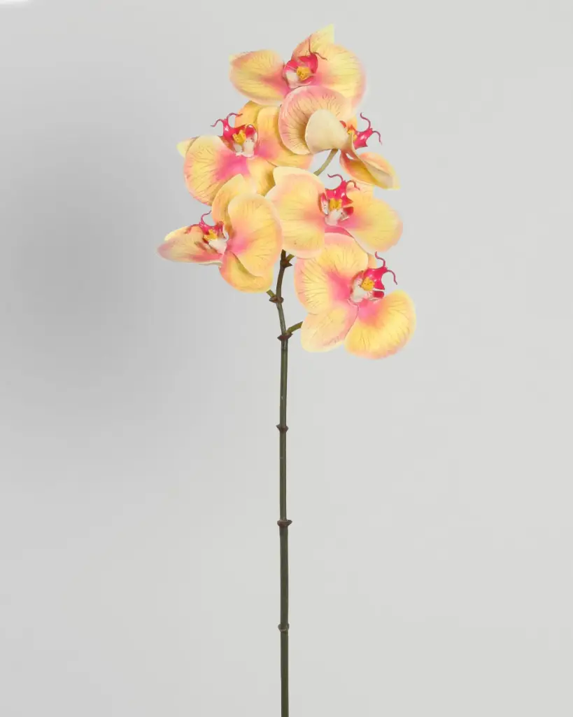 orchid 
