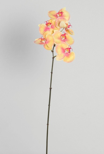 [4413] orchid 