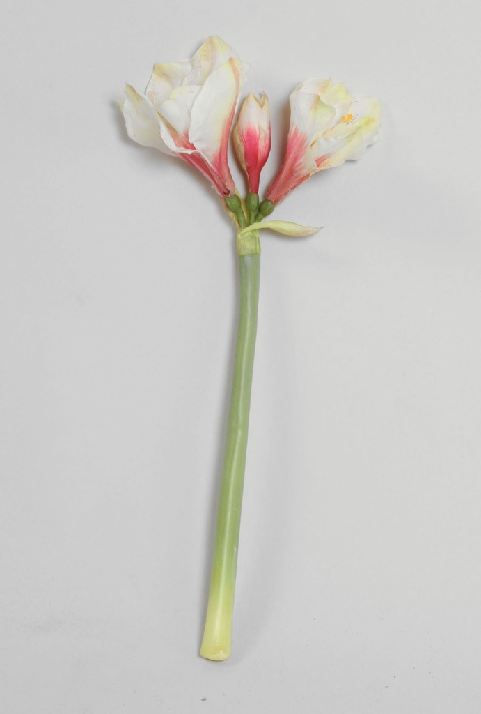 amaryllis 