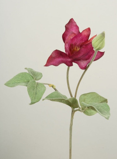 [4011] clematis fuschia 