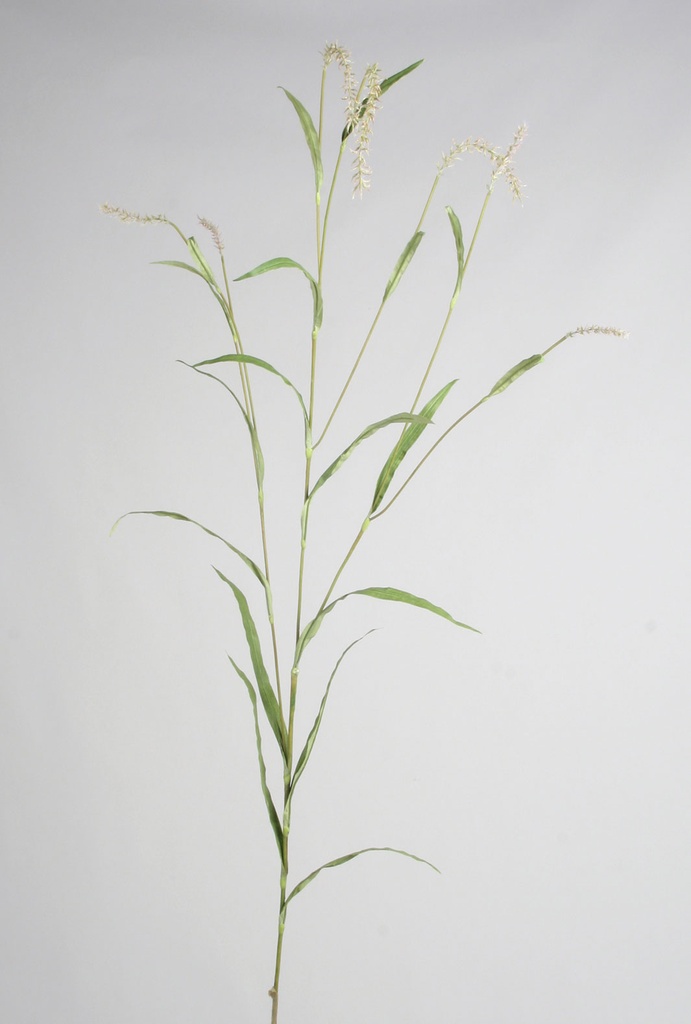 grass 