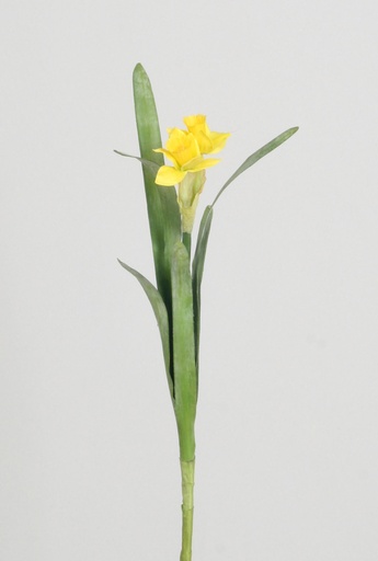 [4014] narscissus yellow 