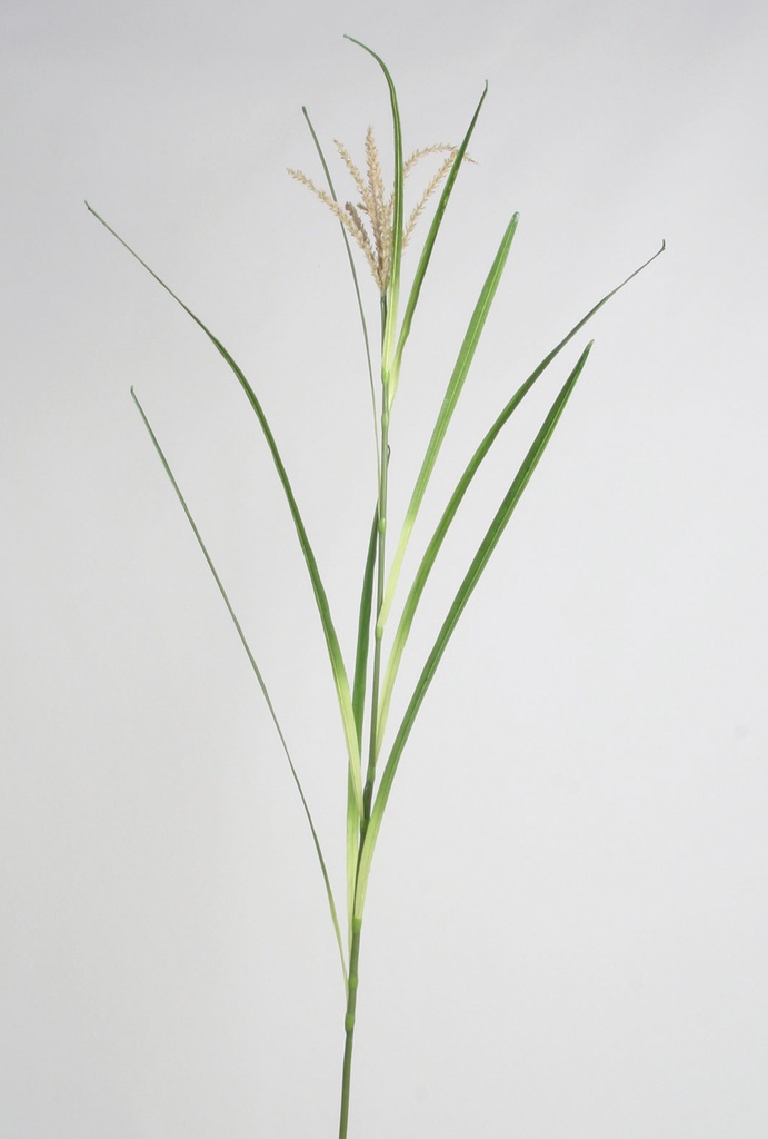grass 