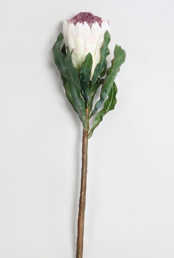 protea white purple 
