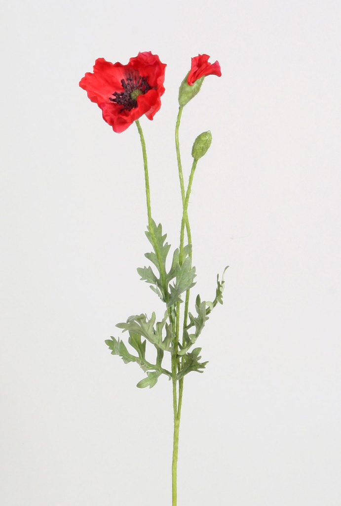 poppy red 