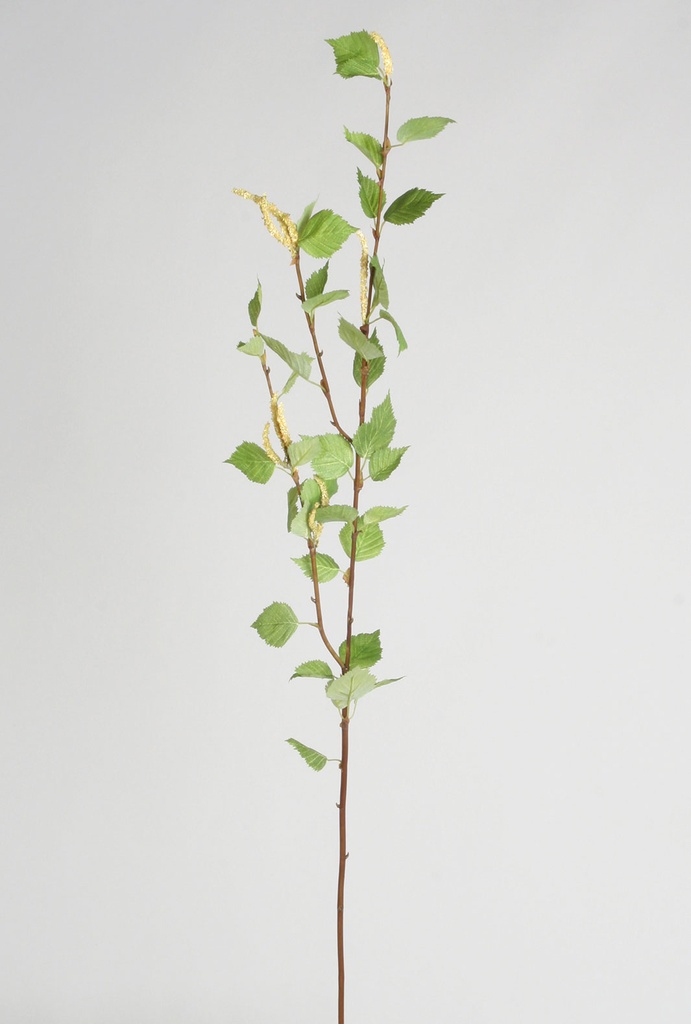 birch spray 