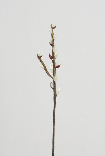 [4026] pussy willow 
