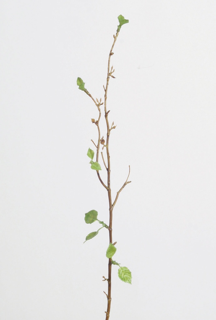 birch spray 