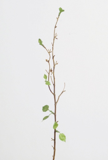 birch spray 