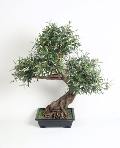 bonsai olive 