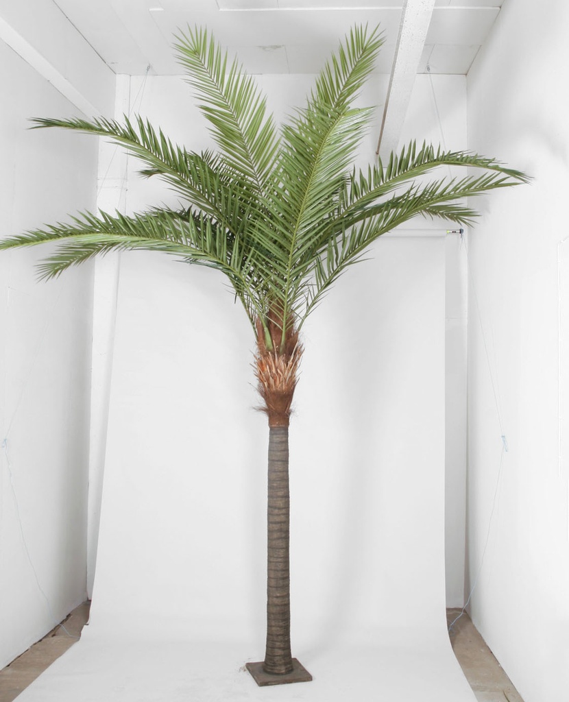 phoenix canarie palm 