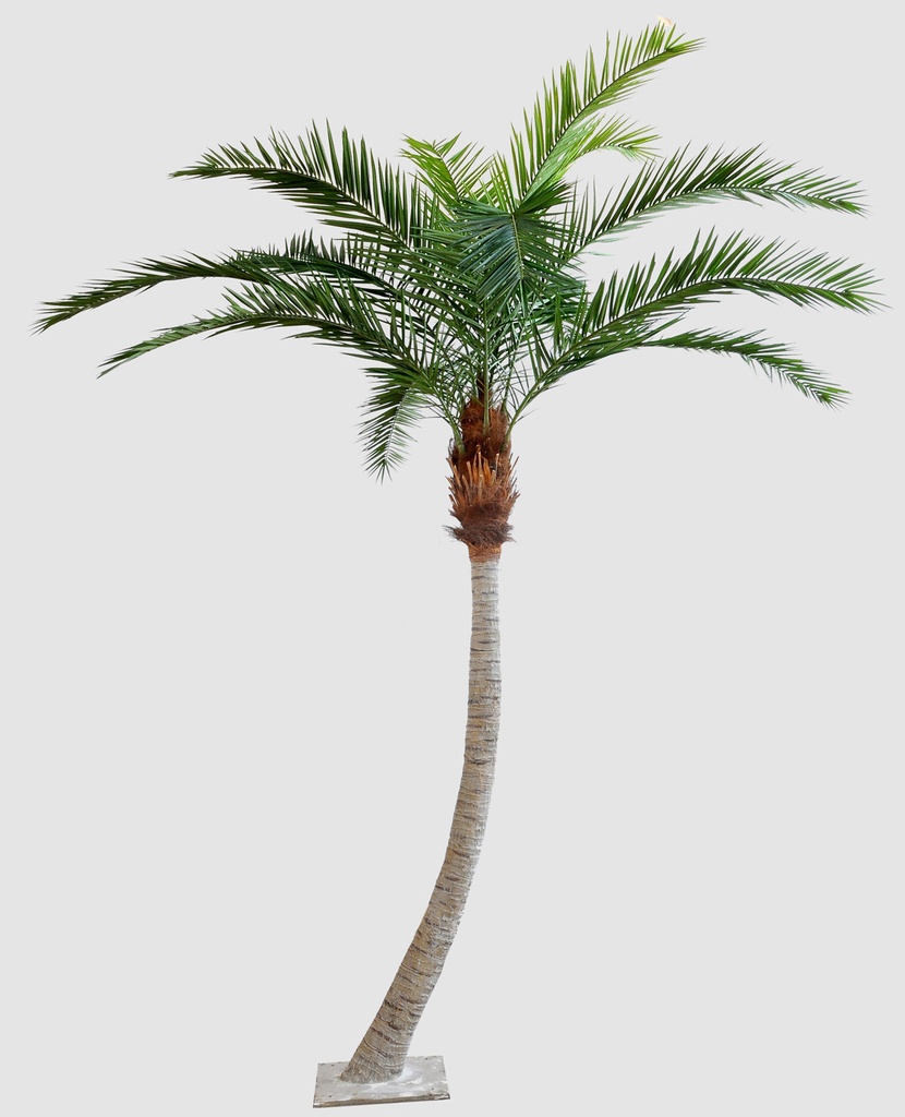 phoenix canarie palm 
