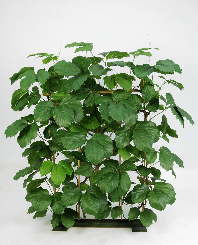 tetrastigma 