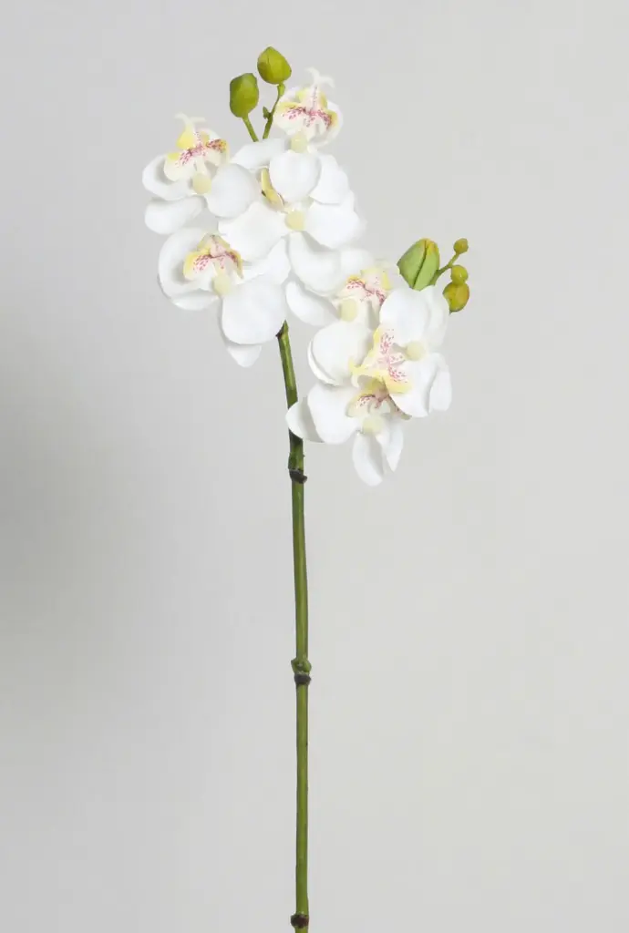 Orchid
