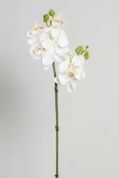 [3109] Orchid (Alternative 1)