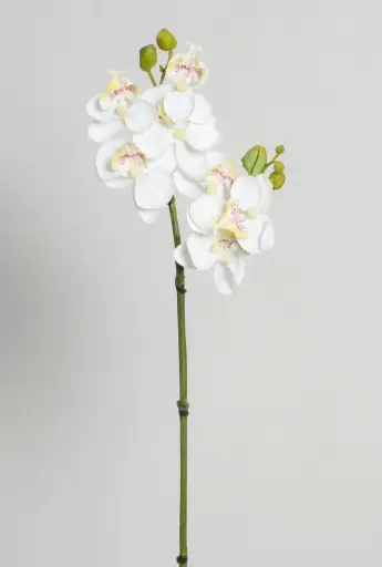 Orchid