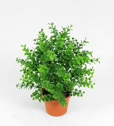 [5851] mini boxwood 
