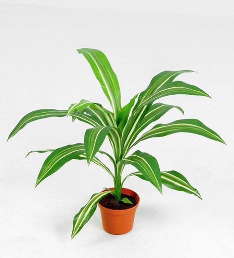 [5860] dracaena 