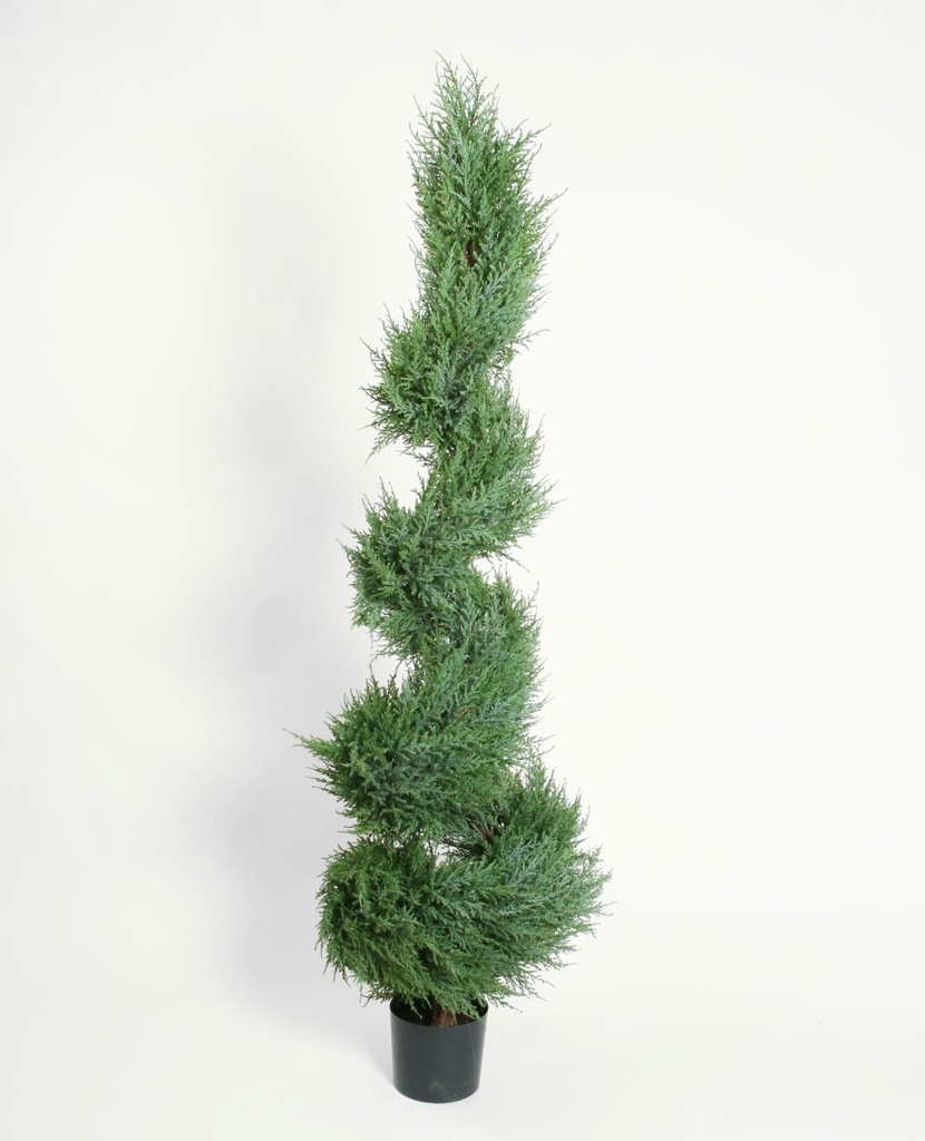 cypress spiral tree 