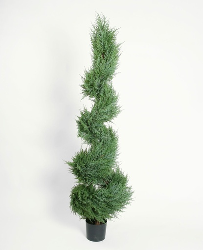 [1200-150] cypress spiral tree 