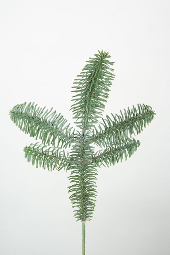 king picea pick 