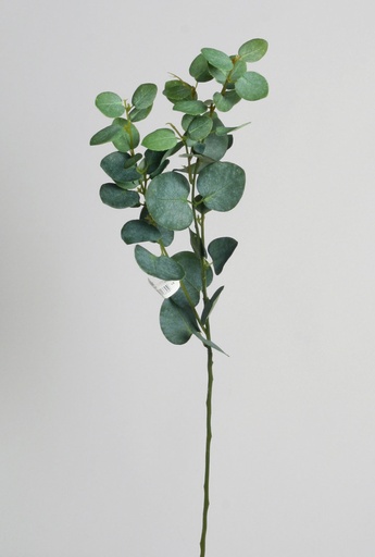 eucalyptus 