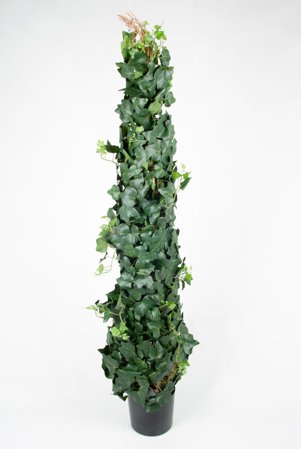 ivy gala climbing 